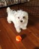 Cute Maltese Puppies,Text 213,600 then 25 two seven