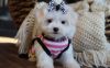Adorable and Lovely maltese puppies