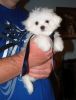 Stunning White Teacup Maltese Pup Available