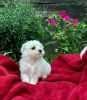 amazing maltese pups for sale