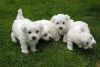Cute Maltese Puppies,Text 786,572 then thirteen eight nine