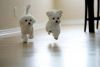 charming maltese puppies for free adoption