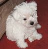 Healthy maltese puppies for adoption