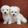 Maltese puppies ready for adoption