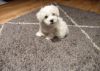AKC Maltese Pups*** M/F available
