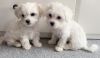 White Puppy Purebred Maltese