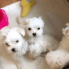 Maltese pups available