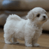 Adorable maltese puppy