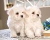 Male and Female Maltese Puppies Needing New Homes