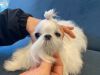 Best for breed high quality male Maltese for sale