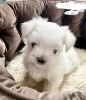 Cute describes this super adorable Maltese puppy named Kyre