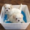 Super Adorable Maltese Puppies $%