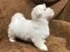 male and female maltese puppies for new home