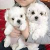 Maltese puppies for homes