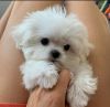 Very Tiny Exceptional Maltese Girl is Available For Adoption