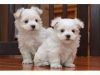 Male and Female Teacup Maltese puppies for sale