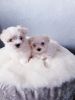 Three Generation Pedigree Maltese Puppies
