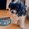 Super cute maltipoo puppies for sale