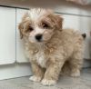 Registered Maltipoo available