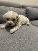 Rare Ghanaian MaltiPoo toy breed from Africa