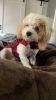 The Cutest Maltipoo Puppy- Male 8 months old :)