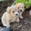 Gorgeous Maltipoo puppies
