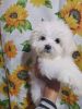 Maltipoo Ready to move to a good home