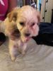Malti Poo Terriers For Sale