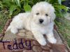 Maltipoo Puppies Ready Now!