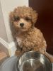 RED TEACUP POODLE MIX