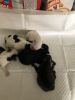 Maltipoo/ Mini Schnoodle puppies available