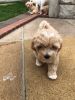 Quality Maltipoo Puppies For Sale
