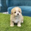 Adorable maltipoo puppies available for rehoming