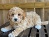Maltipoo Puppies For Sale