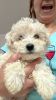 Maltipoo ready for a new home