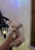 Rehoming Maltipoo puppy