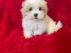 Maltese/Poodle Puppies