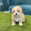 Mini maltipoo puppies available for Sale