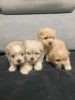 Adorable Malipoo Puppies for Sale