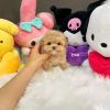 Cute Maltipoo Puppies in need of rehoming!