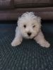 Maltipoo puppies ready for forever home