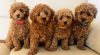 Lovely maltipoo puppies