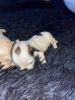 Maltipoos pups looking for a home