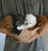 Toy Maltipoo Poodle Maltese Puppies