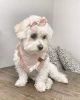 Tiny Toy Maltipoo Puppies for sale