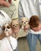Mini Maltipoo Puppies