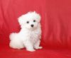 Beautiful, Healthy, Sweet, Tiny Maltese Puppies
