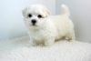 Cute Toy Maltese Puppy Ready For Adoption