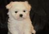 champions pure white maltipo puppies for sale