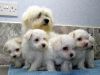 Teacup Maltese Registered White Terriers puppies